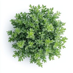 Obraz premium A vibrant green plant with lush, dense leaves, showcasing a rounded shape and a healthy appearance against a plain background.