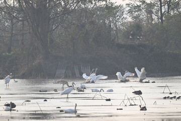 Fototapeta premium seagulls on the pier