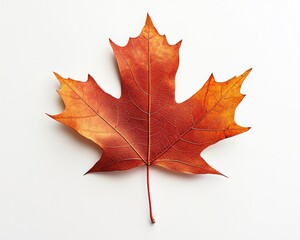 Obraz premium Autumn maple leaf on white background; fall foliage