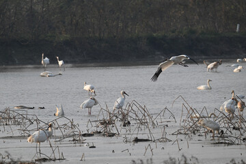 seagulls on the beach