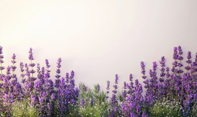 Obraz premium Vibrant lavender field in full bloom against a soft pastel background, evoking tranquility