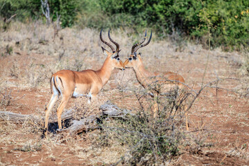Impalas in the wild