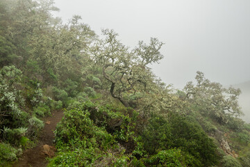 Gnarly Trees Along Narrow Trail in Channel Islands