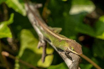 Green Anoles Lizard Falls Asleep On Branch Durning Partial Eclipse