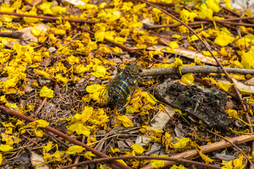 Insect called cigarra, scientific name Cicadoidea, in a forest with yellow flowers in Brazil
