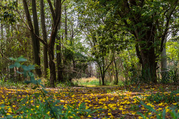 Obraz premium Forest with trees and yellow flowers fallen on the ground, in Brazil
