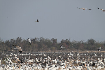 flock of seagulls