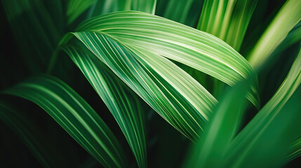 Intricate veins of a green leaf, showcasing nature's delicate design and organic beauty.
