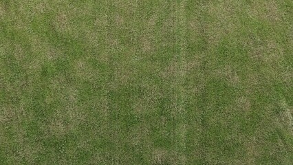 grass green land background texture realistic backdrop 3d render
