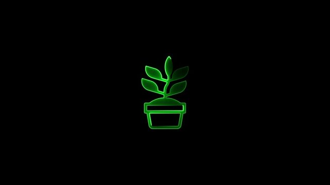 glowing neon Tongat ali in pot nolan icon.Phases plant growing. Planting tree infographic.