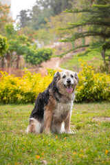 Portrait of a beautiful old mixed breed dog in the garden with green background.