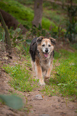 Portrait of a beautiful old mixed breed dog in the garden with green background.