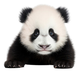 Fototapeta premium PNG Cute baby panda wildlife animal mammal.