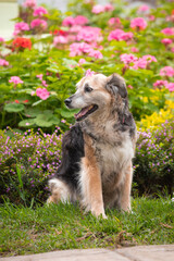 Portrait of a beautiful old mixed breed dog in the garden with green background.