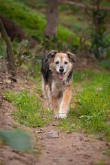 Portrait of a beautiful old mixed breed dog in the garden with green background.