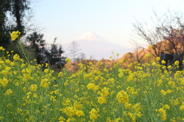 伊豆半島西海岸、恋人岬の風景。菜の花と富士山。