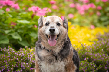 Portrait of a beautiful old mixed breed dog in the garden with green background.