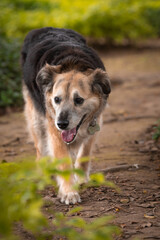 Portrait of a beautiful old mixed breed dog in the garden with green background.