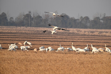 flock of seagulls in flight
