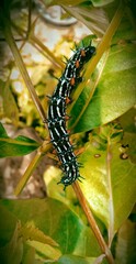 The thorn Caterpillar thats black color with white stripe at body