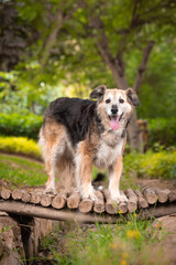 Portrait of a beautiful old mixed breed dog in the garden with green background.