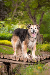 Portrait of a beautiful old mixed breed dog in the garden with green background.