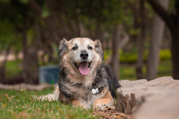 Portrait of a beautiful old mixed breed dog in the garden with green background.