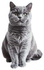 PNG Gray cat portrait, sitting calmly