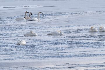 Naklejka premium Trumpeter swans (Cygnus buccinator) in icy sea on Flat Creek; Nat Elk Refuge; Jackson, Wyoming