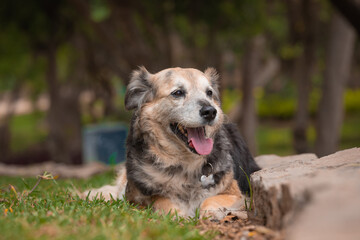 Portrait of a beautiful old mixed breed dog in the garden with green background.