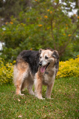 Portrait of a beautiful old mixed breed dog in the garden with green background.