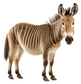 PNG Wildlife animal mammal donkey.