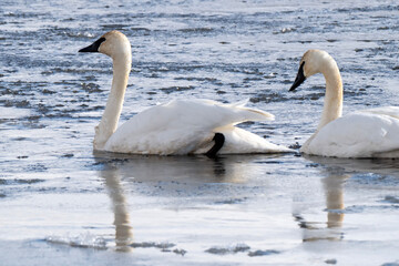 Trumpeter swans (Cygnus buccinator) in icy sea on Flat Creek; Nat Elk Refuge; Jackson, Wyoming