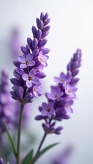 Obraz premium Delicate lavender blooms, vibrant purple hues against pure white , closeup, flowers