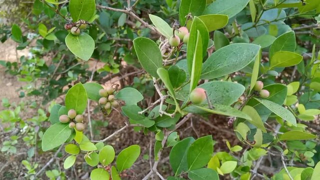 Wild green karvand ( Carissa Carrandas ) fruits of India 