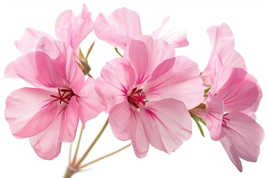 Fototapeta Pink Geranium Isolated on White Background. Beautiful Geranium Flower