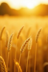 Golden Wheat Field at Sunset Nature's Bounty in the Warm Evening Light
