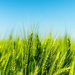Lush Green Wheat Field Under Clear Blue Sky with Sunlight Illuminating Crops