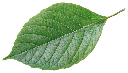 Obraz premium PNG Detailed green leaf close-up