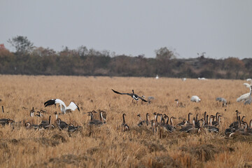 cranes in the field