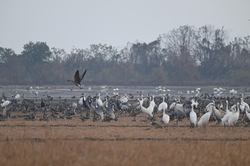 pelicans in flight