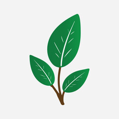 a green plant with leaves on it
