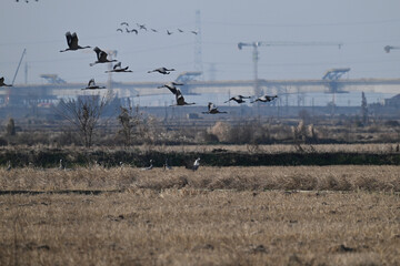 geese in flight