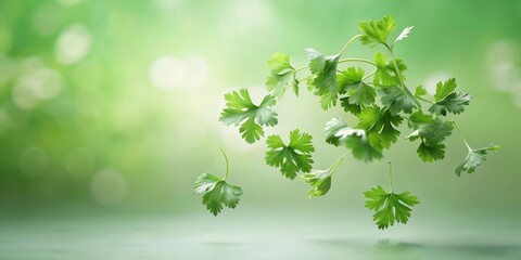 Obraz premium Vibrant Green Cilantro Leaves Floating in Air Against a Soft Blurred Background, Evoking Freshness and Natural Beauty