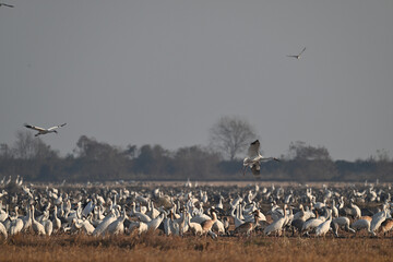 pelicans in flight