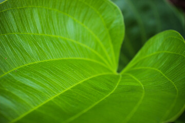 jasmine close up of green leaf
