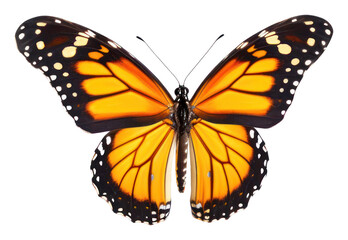 Naklejka premium PNG Flying plain tiger butterflies butterfly animal insect.