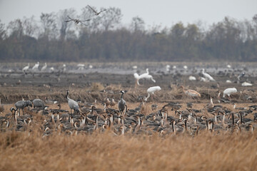 snow geese in flight