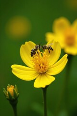 Bees swarming around Senna alata yellow flowers, insects, yellow flowers, candlestick plants