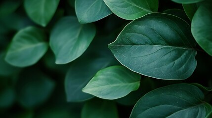 Close Up of Green Leaves with Soft Shadows in a Lush Natural Environment : Generative AI